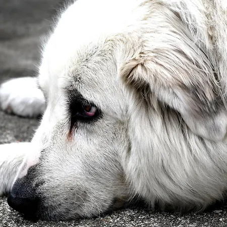 Maison Lagrave * Arette