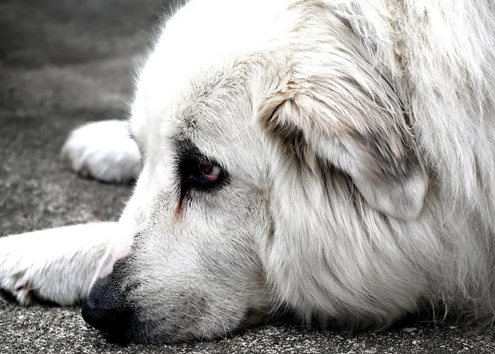 Maison Lagrave * Arette